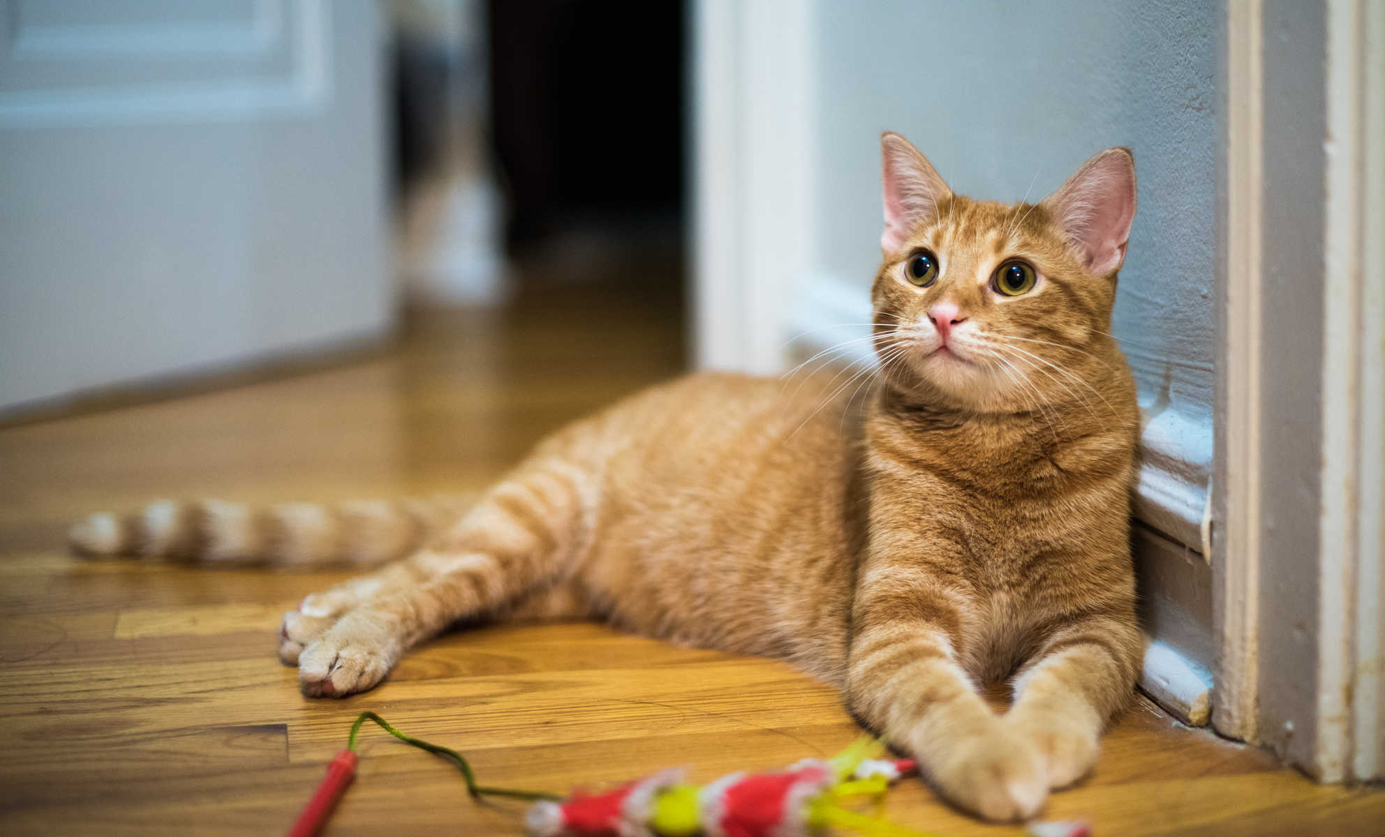 بريطانيا غزو أوكرانيا قط