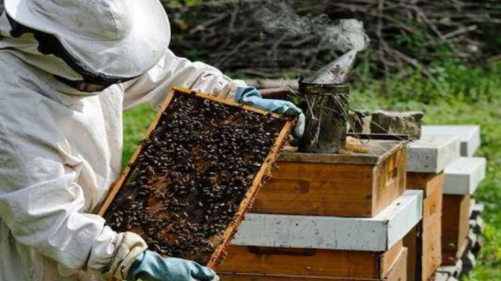 مربو النحل يدقون ناقوس الخطر ويرفضون الوصاية عليهم