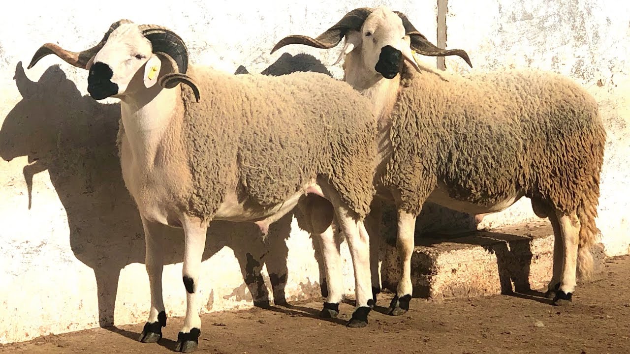 اسعار الفلك أخنوش