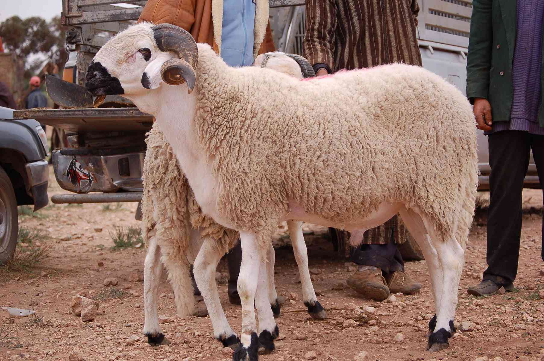 العدالة والتنمية