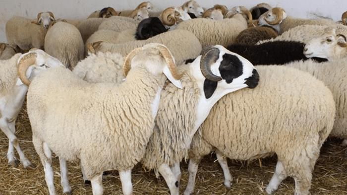 أضاحي أعلاف ا ترقيم