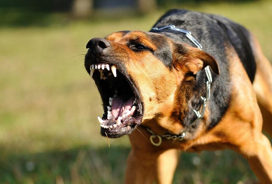 كلب الصديقي سوري