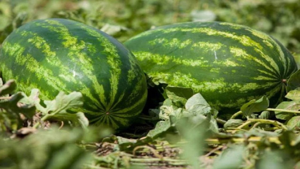 الحكومة