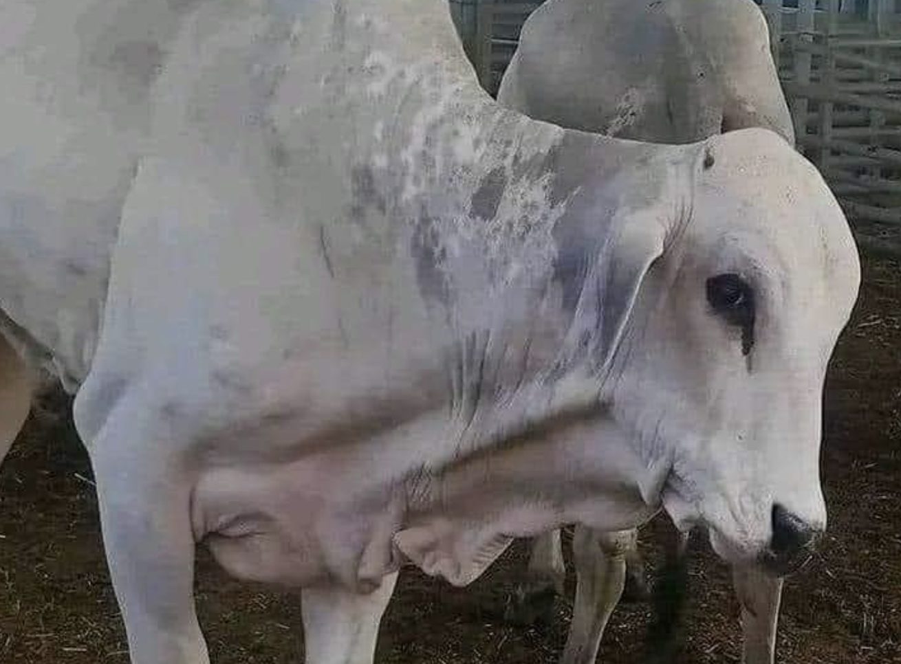 الأبقار