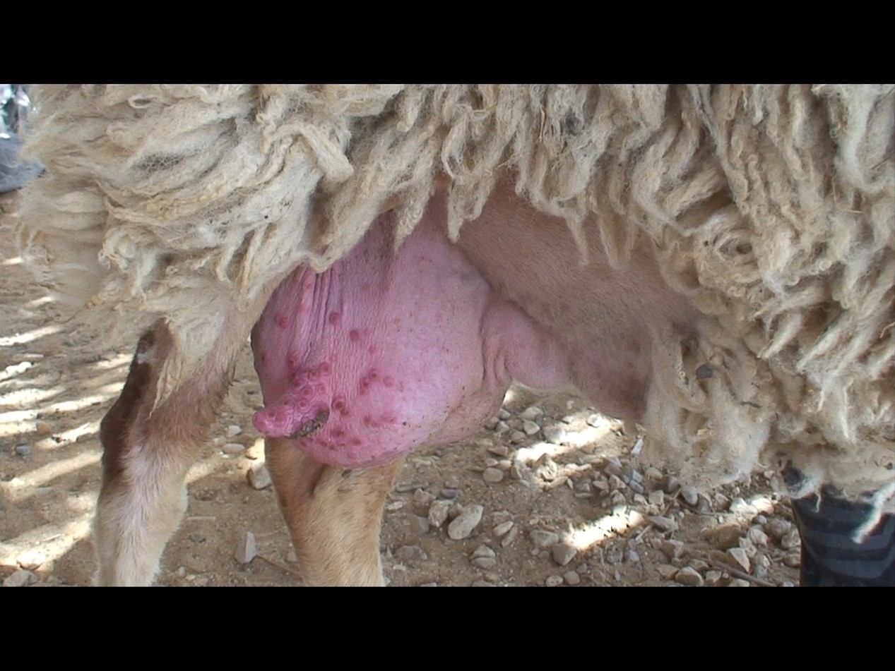 البرلمان