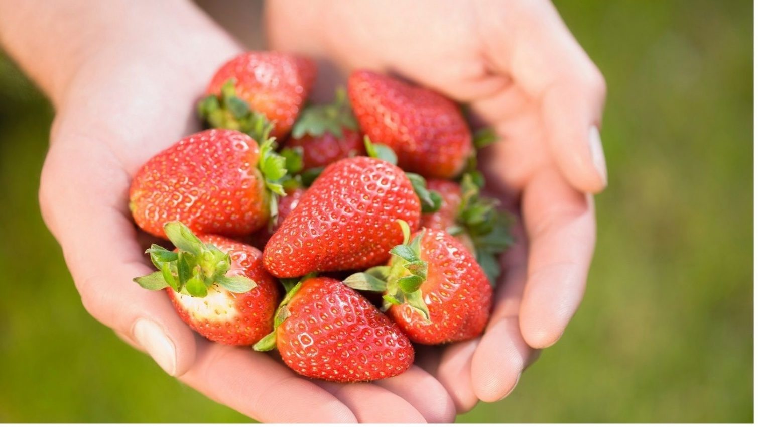 الفرولة الفلاحة