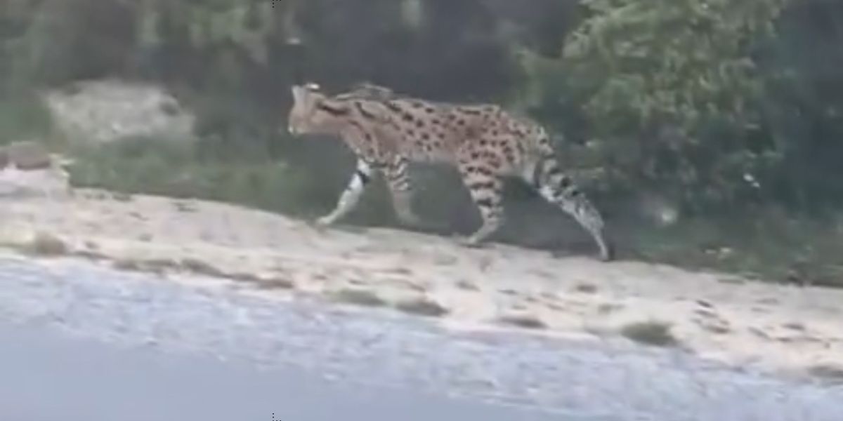 وشق القط الأنمر