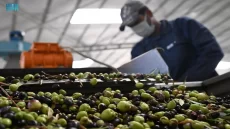 غرامات ثقيلة في انتظار أصحاب معاصر الزيتون المخالفين