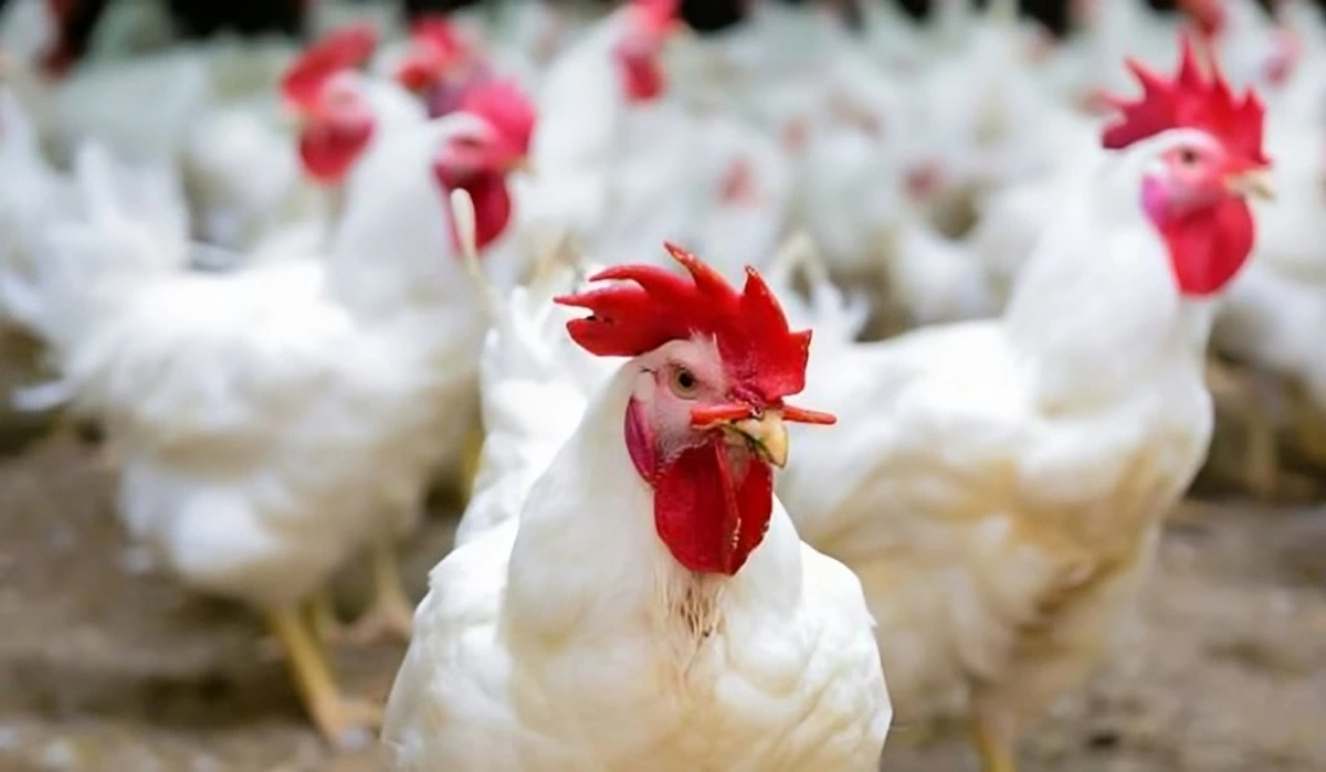 دجاج الدواجن