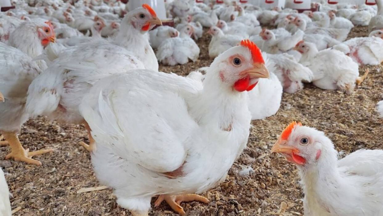 دواجن أعلاق المنافسة