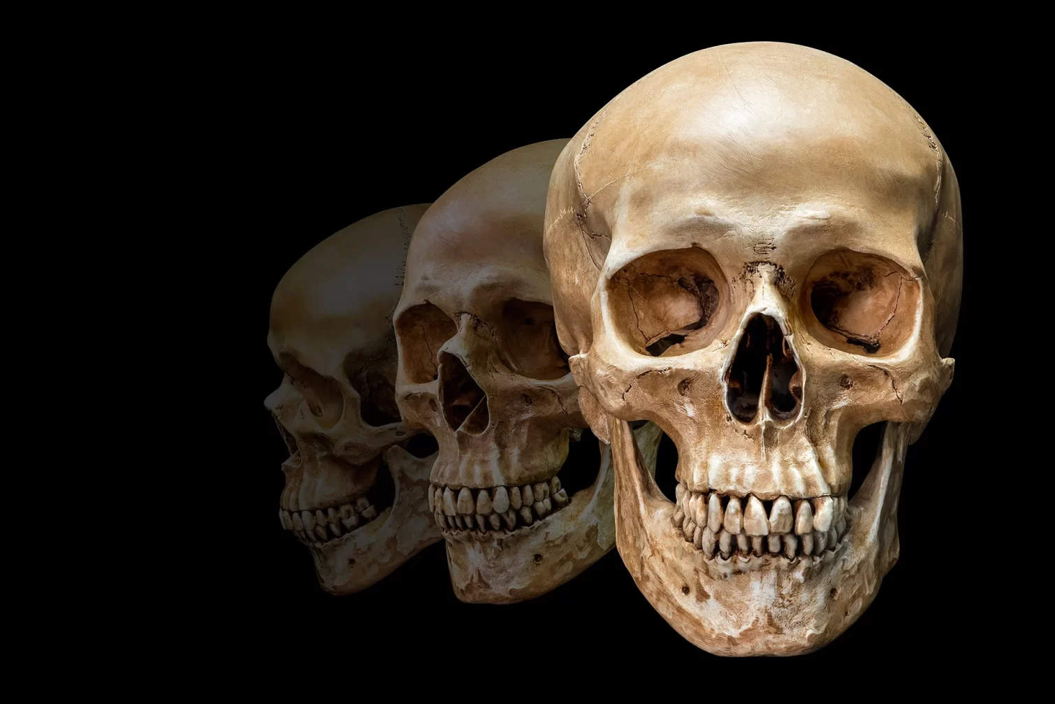 الجماجم البشرية