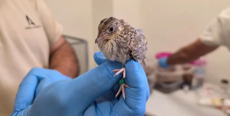 طائر
