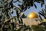 معدات ومستلزمات مغربية لمساندة مزارعي القدس في موسم الزيتون